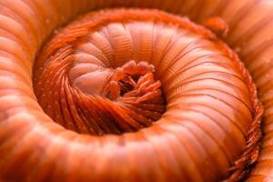 Close-up photo of a millipede The animal with the most legs was curled on the ground. To watch out for dangers that will happen to itself