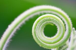 Close up The young shoots of plants curl into a spiral that resembles the law of the golden ratio. photo