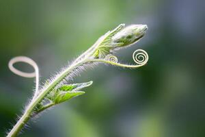 Close up The young shoots of plants curl into a spiral that resembles the law of the golden ratio. photo