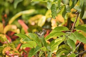 Single butterfly on custard apple leaf in garden, Mahe Seychelles photo