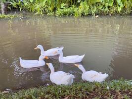 Witness the elegance of ducks as they navigate a quiet forest and a charming canal, showcasing a peaceful and picturesque depiction of nature's wildlife in action photo