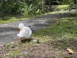 Witness the elegance of ducks as they navigate a quiet forest and a charming canal, showcasing a peaceful and picturesque depiction of nature's wildlife in action photo
