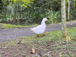 Witness the elegance of ducks as they navigate a quiet forest and a charming canal, showcasing a peaceful and picturesque depiction of nature's wildlife in action photo