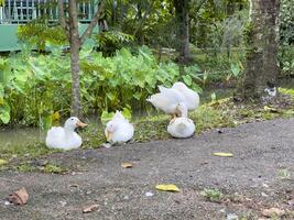 Witness the elegance of ducks as they navigate a quiet forest and a charming canal, showcasing a peaceful and picturesque depiction of nature's wildlife in action photo