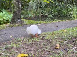 Witness the elegance of ducks as they navigate a quiet forest and a charming canal, showcasing a peaceful and picturesque depiction of nature's wildlife in action photo