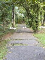 Witness the elegance of ducks as they navigate a quiet forest and a charming canal, showcasing a peaceful and picturesque depiction of nature's wildlife in action photo