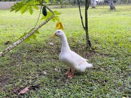 Witness the elegance of ducks as they navigate a quiet forest and a charming canal, showcasing a peaceful and picturesque depiction of nature's wildlife in action photo