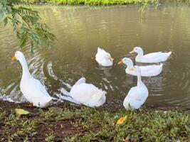 Witness the elegance of ducks as they navigate a quiet forest and a charming canal, showcasing a peaceful and picturesque depiction of nature's wildlife in action photo