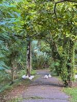 Witness the elegance of ducks as they navigate a quiet forest and a charming canal, showcasing a peaceful and picturesque depiction of nature's wildlife in action photo