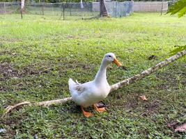 Witness the elegance of ducks as they navigate a quiet forest and a charming canal, showcasing a peaceful and picturesque depiction of nature's wildlife in action photo