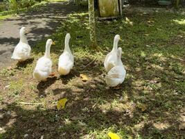 Witness the elegance of ducks as they navigate a quiet forest and a charming canal, showcasing a peaceful and picturesque depiction of nature's wildlife in action photo
