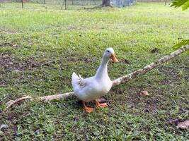 Witness the elegance of ducks as they navigate a quiet forest and a charming canal, showcasing a peaceful and picturesque depiction of nature's wildlife in action photo