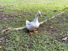Witness the elegance of ducks as they navigate a quiet forest and a charming canal, showcasing a peaceful and picturesque depiction of nature's wildlife in action photo