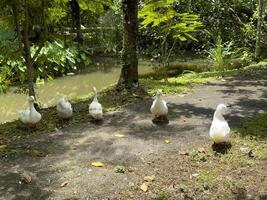 Witness the elegance of ducks as they navigate a quiet forest and a charming canal, showcasing a peaceful and picturesque depiction of nature's wildlife in action photo