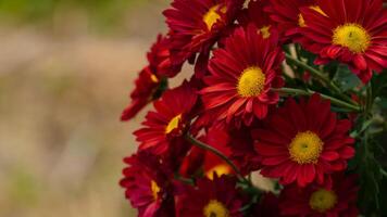 Red and Yellow-orange chrysanthemums on a blurry background close-up. Beautiful bright chrysanthemums bloom in autumn in the garden. Chrysanthemum background with a copy of the photo
