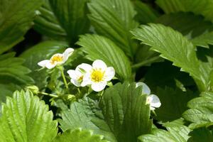 blossoming strawberry as background photo