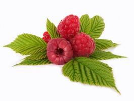 raspberry on white photo