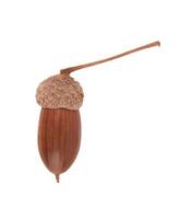 acorn on white photo