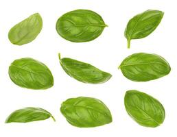 Basil leaves isolated photo