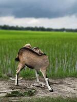 A middle-aged goat stands scratching its body on a road that runs past a crop field in a rural setting. photo