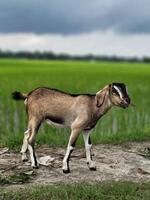 A middle-aged goat stands on a road that runs past a crop field in a rural setting. photo