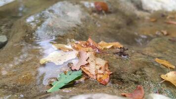 Autumn maple leaf on water, autumn background. Bright yellow orange fallen maple leaves in river. Autumn atmosphere image, creek, stream, river, water motion, relaxation , screensaver, meditation video