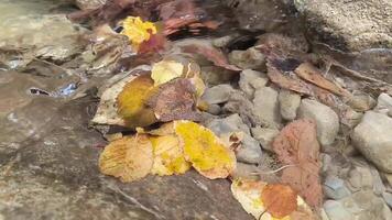 Herbst Ahorn Blatt auf Wasser, Herbst Hintergrund. hell Gelb Orange gefallen Ahorn Blätter im Fluss. Herbst Atmosphäre Bild, Bach, Strom, Fluss, Wasser Bewegung, Entspannung , Bildschirmschoner, Meditation video