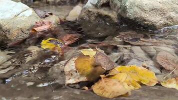 Autumn maple leaf on water, autumn background. Bright yellow orange fallen maple leaves in river. Autumn atmosphere image, creek, stream, river, water motion, relaxation , screensaver, meditation video