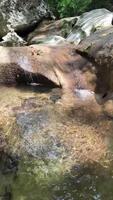 Clear water flows from the mountains to form small waterfalls between the rocks, stones, creek, ecological screensaver, meditation , zen, autumn, fall, spring video