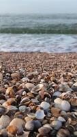 verão conceito com arenoso praia, cartuchos e estrelas do mar lapidação de calma oceano ondas. meditação mar , relaxamento, protetor de tela. conchas do mar deitado em a ondulado areia do a solo oceânico. mar ondas a de praia. video