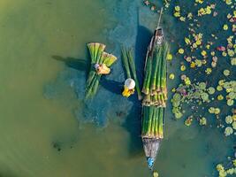 view of farmers harvest Lepironia articulata, Vietnamese name is Co bang. It is harvested by people in the Mekong Delta to make handicraft products. photo