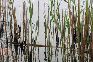 Tall Grass Growing Up Through The Water With Reflections photo