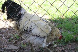 Chicken In A Chicken Coop photo