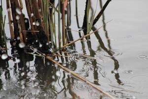 Tall Grass Growing Up Through The Water With Reflections photo