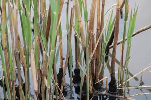 Tall Grass Growing Up Through The Water With Reflections photo