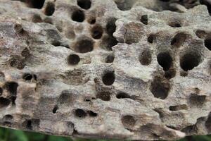 Old Weathered Termite Holes On A Log Log Close Up photo