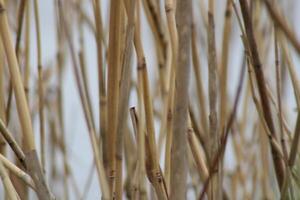 Tall Grass Growing Up Through The Water With Reflections photo