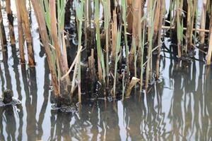Tall Grass Growing Up Through The Water With Reflections photo