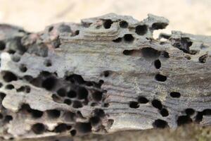 Old Weathered Termite Holes On A Log Log Close Up photo