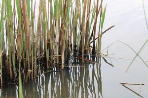 Tall Grass Growing Up Through The Water With Reflections photo