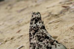 Old Weathered Termite Holes On A Log Log Close Up photo