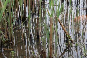 Tall Grass Growing Up Through The Water With Reflections photo