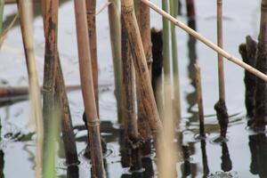 Tall Grass Growing Up Through The Water With Reflections photo