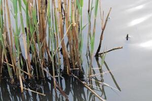 Tall Grass Growing Up Through The Water With Reflections photo