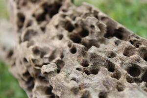 Old Weathered Termite Holes On A Log Log Close Up photo