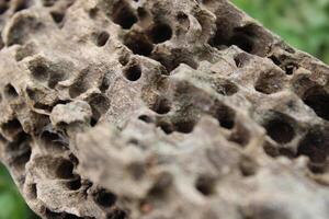 Old Weathered Termite Holes On A Log Log Close Up photo