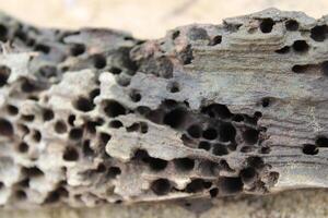 Old Weathered Termite Holes On A Log Log Close Up photo