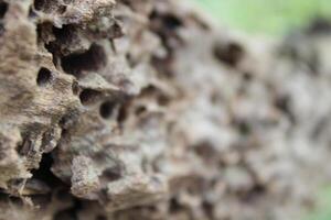 Old Weathered Termite Holes On A Log Log Close Up photo