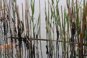 Tall Grass Growing Up Through The Water With Reflections photo