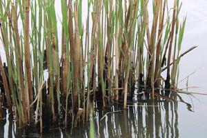 Tall Grass Growing Up Through The Water With Reflections photo